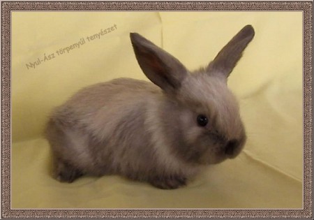 4 hetes kosorrú, sziámi színű nyuszi